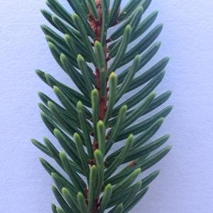 Photographie n°2246773 du taxon Picea abies (L.) H.Karst. [1881]