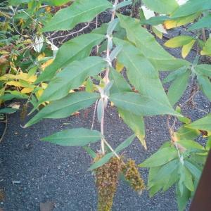 Photographie n°2246791 du taxon Buddléia arbre-aux-papillons