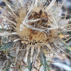 Photographie n°2246812 du taxon Carlina corymbosa L. [1753]