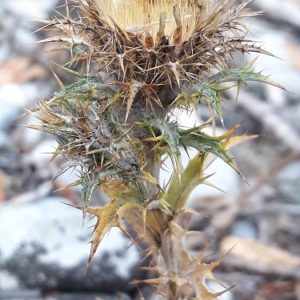 Photographie n°2246813 du taxon Carlina corymbosa L. [1753]