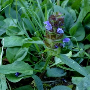 Photographie n°2246819 du taxon Prunella vulgaris L. [1753]