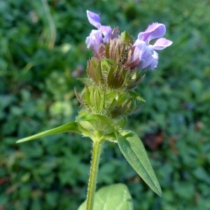 Photographie n°2246822 du taxon Prunella vulgaris L. [1753]