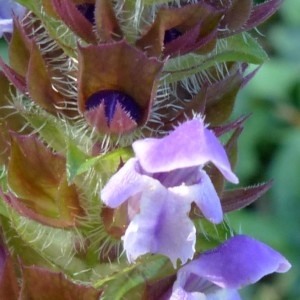 Photographie n°2246825 du taxon Prunella vulgaris L. [1753]