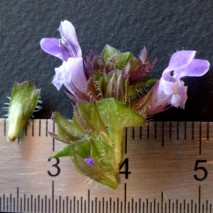 Photographie n°2246833 du taxon Prunella vulgaris L. [1753]