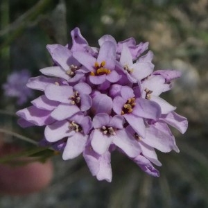 Photographie n°2246839 du taxon Iberis linifolia L. [1759]