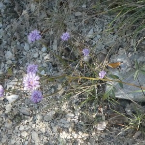 Photographie n°2246841 du taxon Iberis linifolia L. [1759]