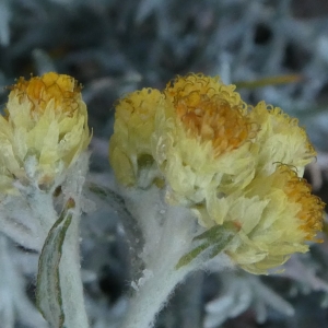 Photographie n°2246849 du taxon Helichrysum stoechas (L.) Moench [1794]