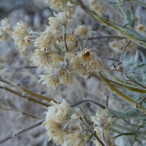 Photographie n°2246851 du taxon Helichrysum stoechas (L.) Moench [1794]