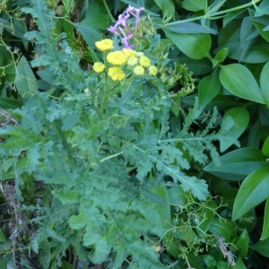 Photographie n°2246855 du taxon Tanacetum vulgare L. [1753]