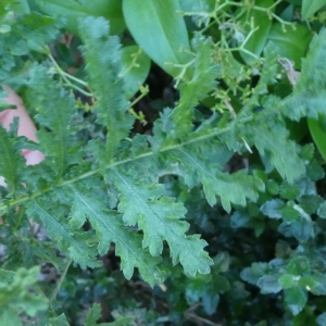 Photographie n°2246856 du taxon Tanacetum vulgare L. [1753]