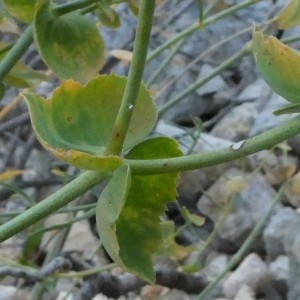 Photographie n°2246866 du taxon Euphorbia serrata L. [1753]