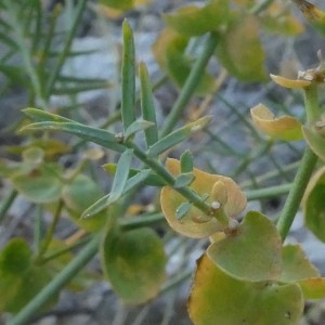 Photographie n°2246867 du taxon Euphorbia serrata L. [1753]