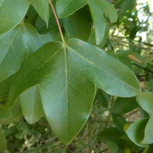 Photographie n°2246875 du taxon Acer monspessulanum L. [1753]