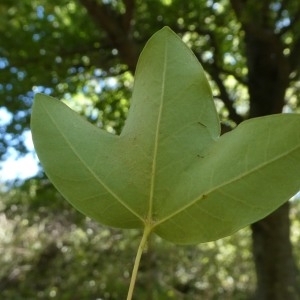 Photographie n°2246876 du taxon Acer monspessulanum L. [1753]