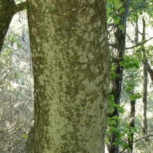 Photographie n°2246894 du taxon Acer pseudoplatanus L. [1753]