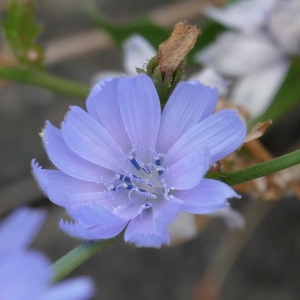 Photographie n°2246913 du taxon Cichorium intybus L. [1753]