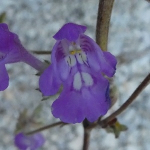 Photographie n°2246965 du taxon Galeopsis angustifolia Ehrh. ex Hoffm. [1804]