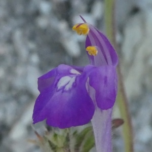 Photographie n°2246968 du taxon Galeopsis angustifolia Ehrh. ex Hoffm. [1804]