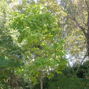 Photographie n°2246975 du taxon Catalpa bignonioides Walter [1788]