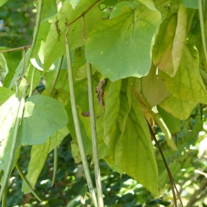 Photographie n°2246977 du taxon Catalpa bignonioides Walter [1788]