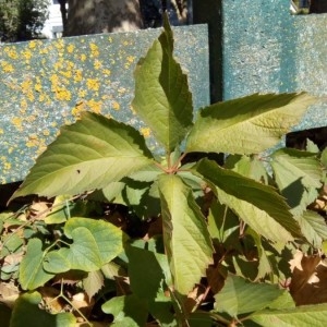 Photographie n°2246981 du taxon Parthenocissus quinquefolia (L.) Planch. [1887]