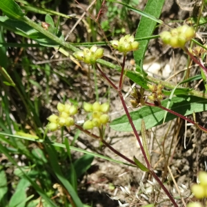 Photographie n°2246985 du taxon Valerianella dentata (L.) Pollich [1776]