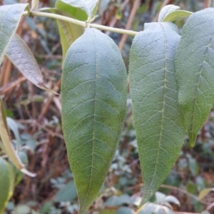 Photographie n°2246995 du taxon Buddleja davidii Franch. [1887]