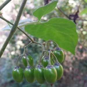 Photographie n°2246998 du taxon Solanum dulcamara L. [1753]