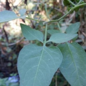 Photographie n°2246999 du taxon Solanum dulcamara L. [1753]