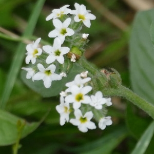 Photographie n°2247037 du taxon Heliotropium europaeum L. [1753]