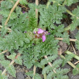 Photographie n°2247044 du taxon Erodium cicutarium (L.) L'Hér.