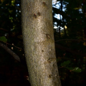 Photographie n°2247056 du taxon Fagus sylvatica L. [1753]