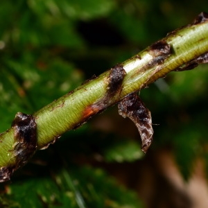  - Dryopteris dilatata (Hoffm.) A.Gray [1848]