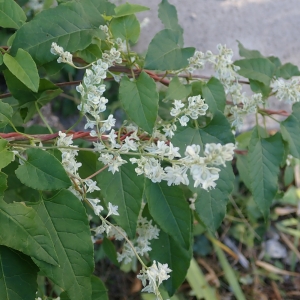 Photographie n°2247104 du taxon Fallopia Adans. [1763]