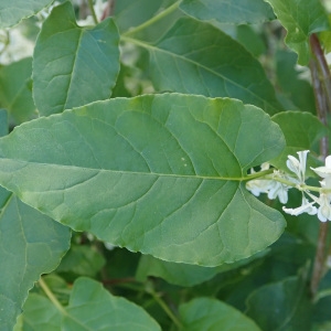 Photographie n°2247105 du taxon Fallopia Adans. [1763]