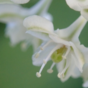 Photographie n°2247106 du taxon Fallopia Adans. [1763]