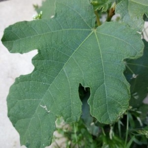 Photographie n°2247133 du taxon Ficus carica L. [1753]