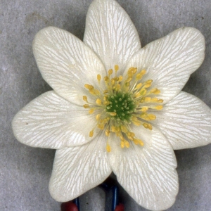 Photographie n°2247156 du taxon Anemone nemorosa L. [1753]