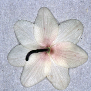 Photographie n°2247158 du taxon Anemone nemorosa L. [1753]