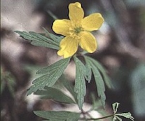 Photographie n°2247167 du taxon Anemone ranunculoides L. [1753]