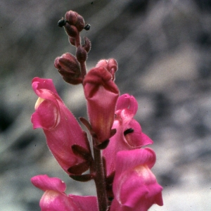 Photographie n°2247171 du taxon Antirrhinum majus L. [1753]