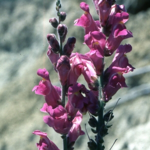 Photographie n°2247182 du taxon Antirrhinum majus L. [1753]