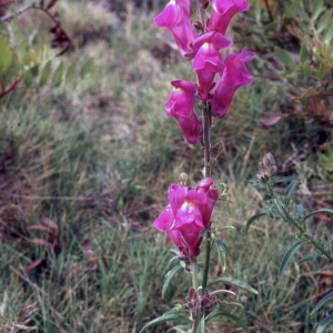 Photographie n°2247183 du taxon Antirrhinum majus L. [1753]