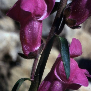 Photographie n°2247185 du taxon Antirrhinum majus L. [1753]