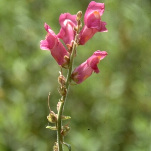 Photographie n°2247192 du taxon Antirrhinum majus L. [1753]