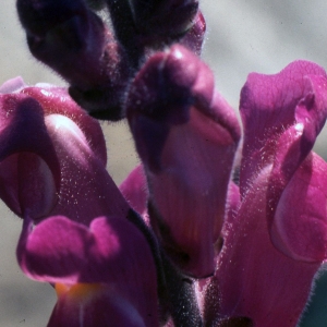 Photographie n°2247195 du taxon Antirrhinum majus L. [1753]