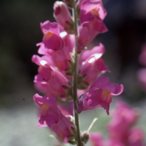 Photographie n°2247196 du taxon Antirrhinum majus L. [1753]