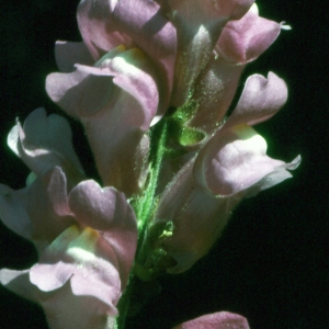 Photographie n°2247198 du taxon Antirrhinum majus L. [1753]