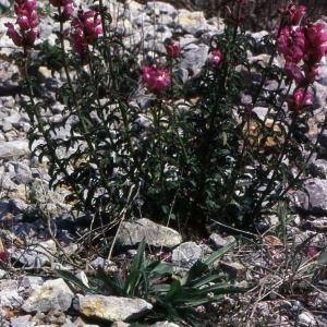 Photographie n°2247199 du taxon Antirrhinum majus L. [1753]