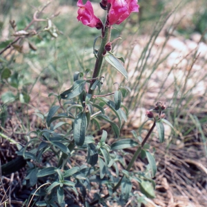 Photographie n°2247201 du taxon Antirrhinum majus L. [1753]